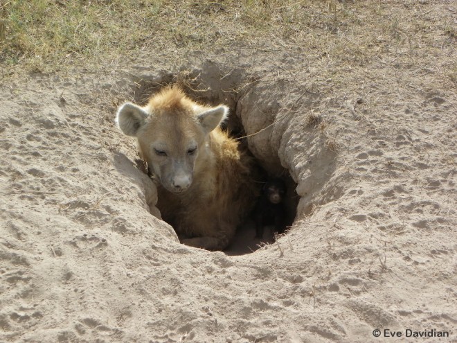 Hyänenmutter mit Neugeborenem im Geburtsbau
