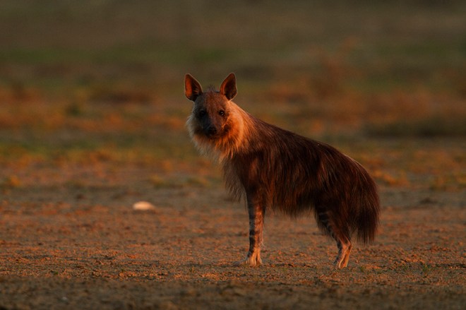Braune Hyäne, Schabrackenhyäne oder Strandwolf (Parahyaena brunnea)