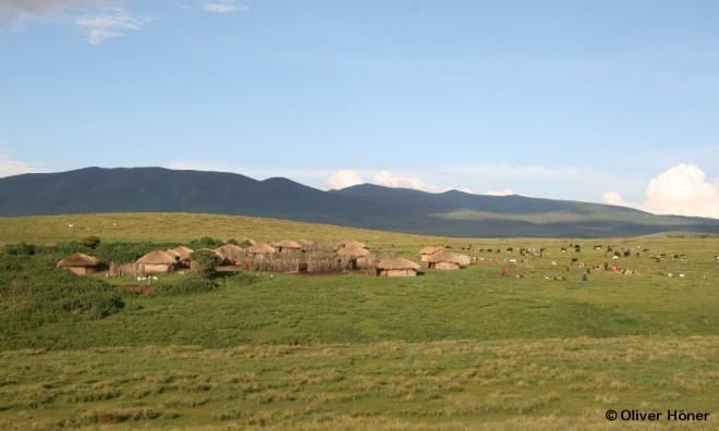 Massai-Boma mit Rindern, Ziegen und Schafen