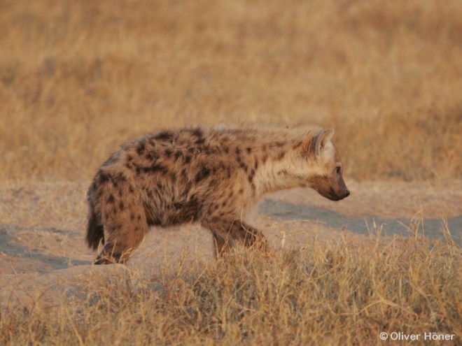 Tüpfelmuster von Mfano als er 8,5 Monate alt ear