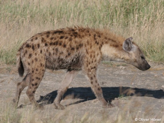 Tüpfelmuster von Mfano als er 6,5 Jahre alt war