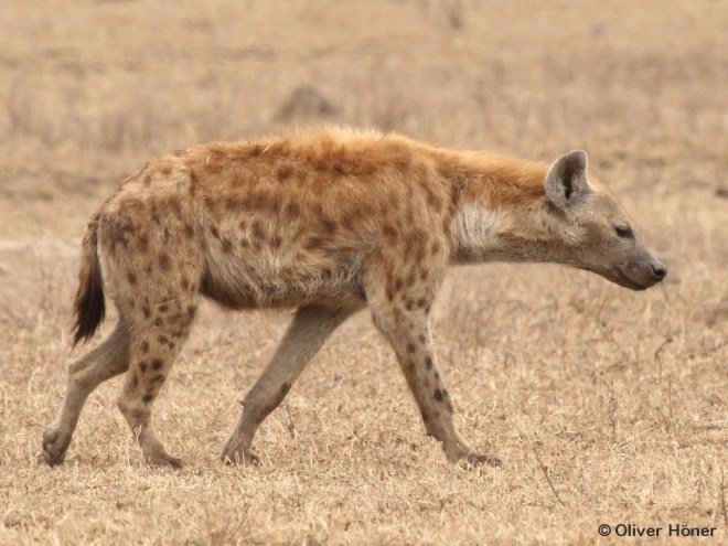 Tüpfelmuster von Mfano im Alter von 10 Jahren und 10 Monaten