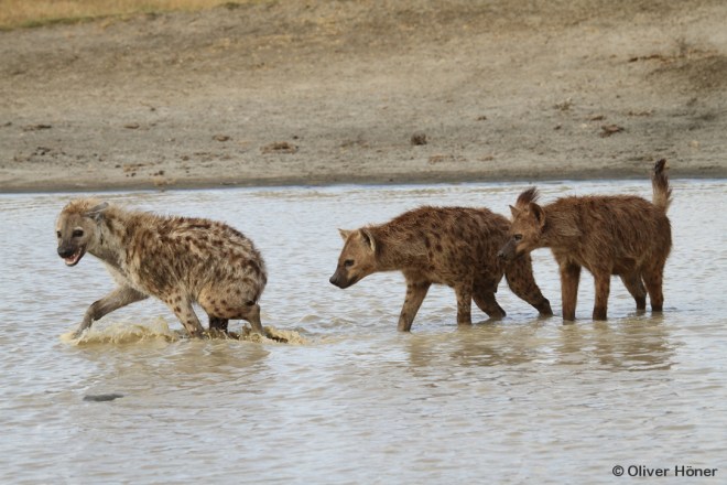 Klare Dominanzverhältnisse