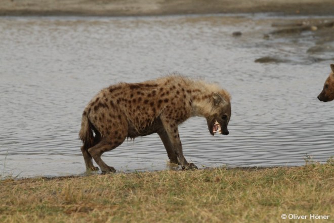 Typisches submissives Verhalten