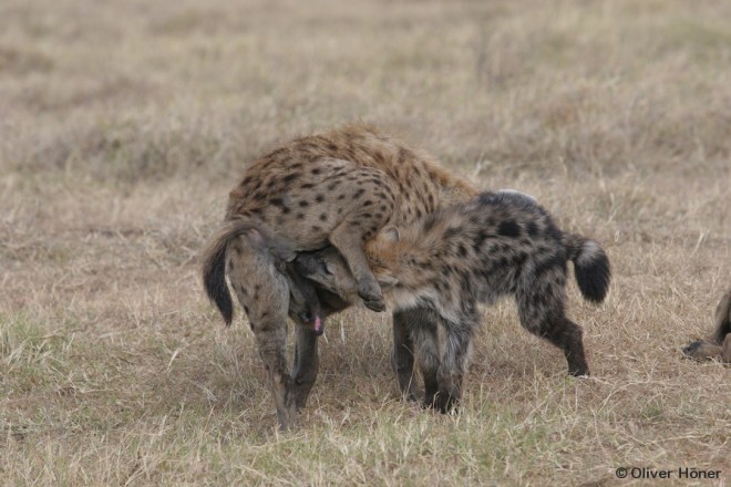 Begrüßungszeremonie zwischen Jungtier und erwachsenem Tier