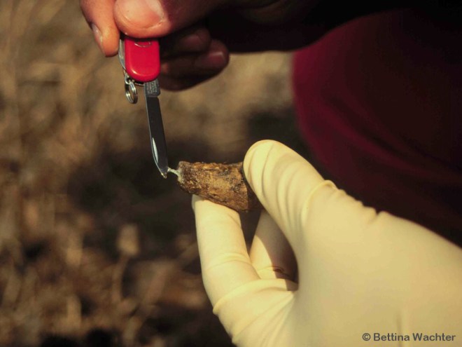 Probenentnahme für Elternschaftsanalyse