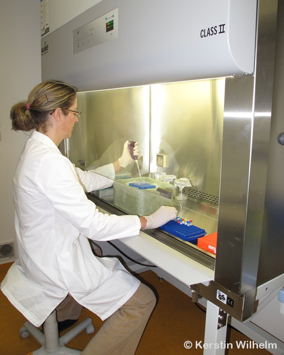 Elternschaftsanalyse im Labor