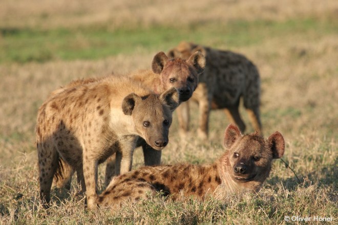 Tüpfelhyänen zeigen komplexes Sozialverhalten