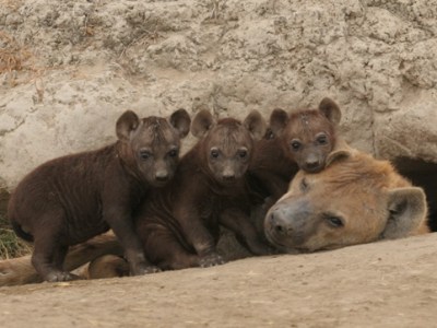 Drillinge haben überlebt!