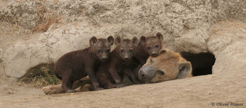Drillinge haben überlebt!