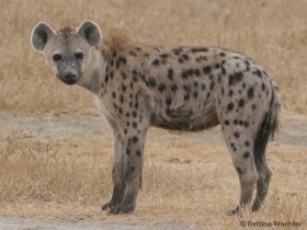 Tüpfelhyäne