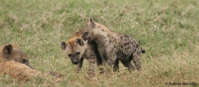 Geschwisterkonkurrenz