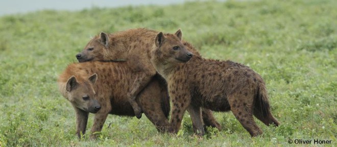 Wen die Weibchen mögen