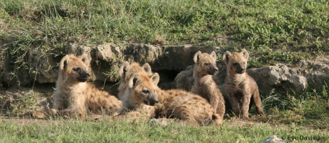 Forest - Nachtschwärmer