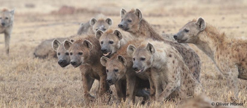 Nahverwandte Weibchen schließen sich zu Koalitionen zusammen