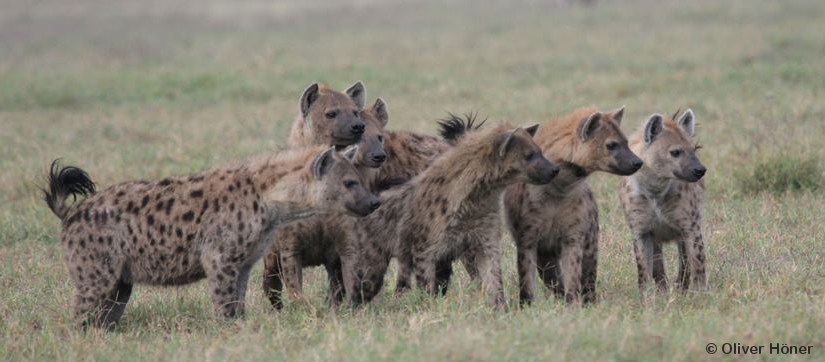 Ngoitokitok - Wuchtbrummen
