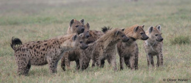 Ngoitokitok - Wuchtbrummen