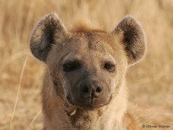 05e_04_Shamba-Neureiche-Gorda