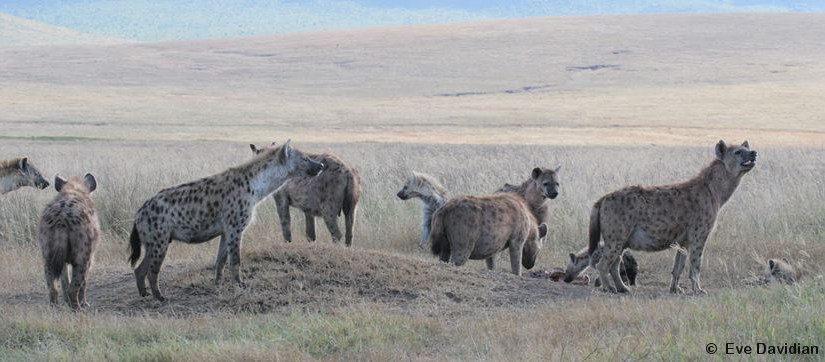 Engitati - Versteckspieler