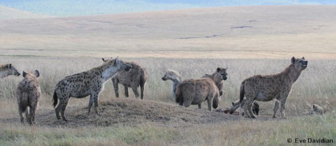 Engitati - Versteckspieler
