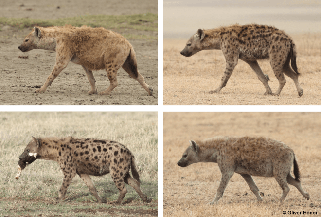 Jedes Tüpfelmuster ist verschieden