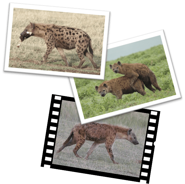 BürgerwissenschaftlerIn