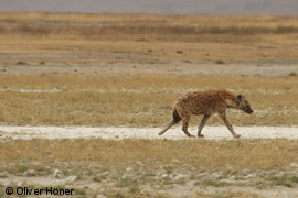 Abwanderndes Männchen