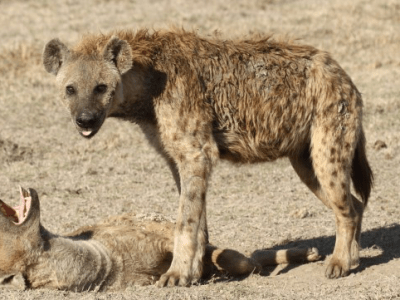 Verliebt sein ist auch für Hyänenmännchen nicht immer&nbsp;einfach