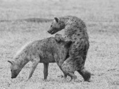 Fressen oder sich paaren, das ist hier die&nbsp;Frage