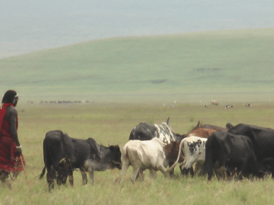 Mensch-Raubtier-Konflikte: Emotionen und Kultur sind wichtiger als&nbsp;Viehverluste