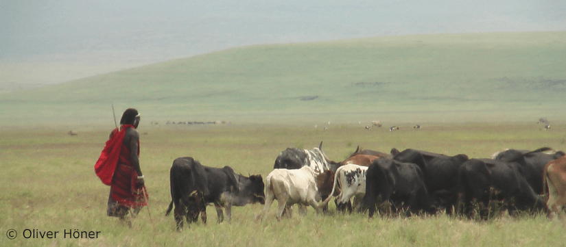 Mensch-Raubtier-Konflikte: Emotionen und Kultur sind wichtiger als&nbsp;Viehverluste