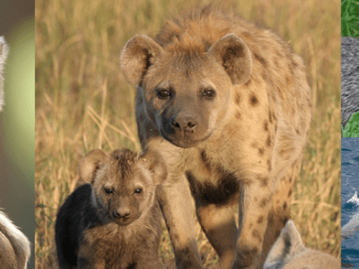 Familienbanden bestimmen die Hilfsbereitschaft im&nbsp;Alter