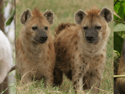 Wenn Weibchen herrschen, gibt’s weniger&nbsp;Aggression